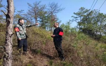 护林员工作报告5篇