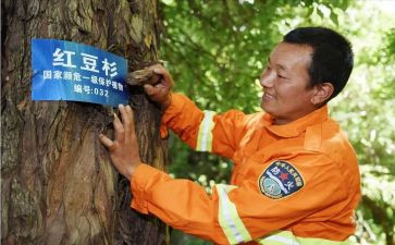 村护林员工作总结最新7篇
