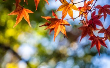 独特的风景作文模板5篇