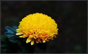 菊花节作文作文通用5篇