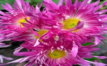 菊花节作文作文8篇