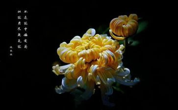 菊花的作文400字8篇