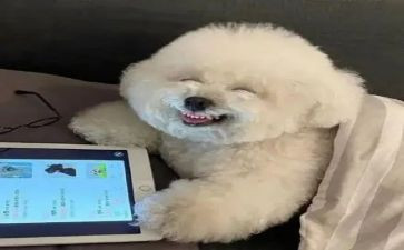 开心的端午节作文5篇