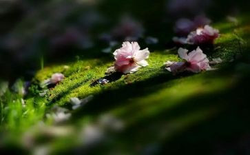 苦难与人生作文模板6篇