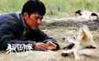 狼图腾读书心得体会800字8篇
