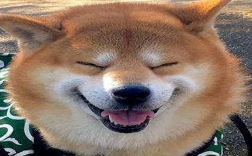 乐在其中的作文600字优质8篇