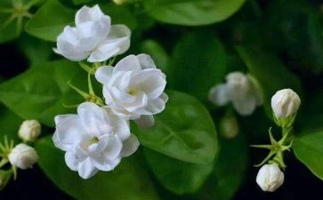 音乐课《茉莉花》教案6篇