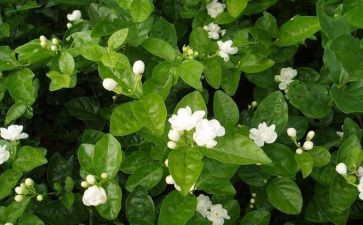 大班音乐《茉莉花》教案6篇
