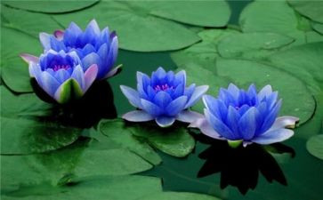 游莲花庄作文8篇