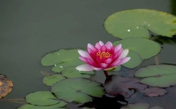 莲花赞作文600字6篇