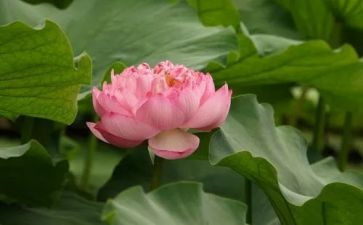 关于莲花塘的作文5篇