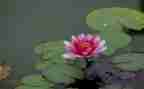 莲花赞作文600字6篇