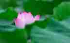 莲花湖作文7篇