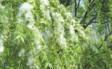 写柳絮的作文5篇