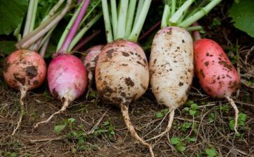 种萝卜的教案推荐5篇