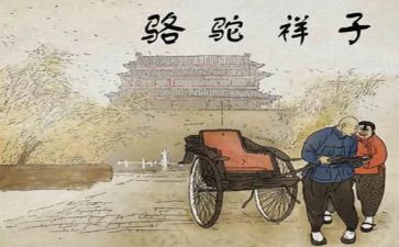 《骆驼》读后感7篇