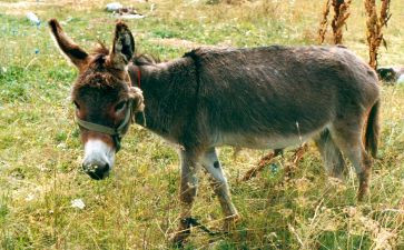 驴和马的寓言读后感模板6篇