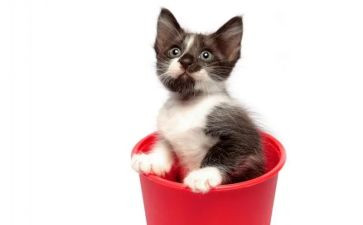 爱护猫的演讲稿6篇
