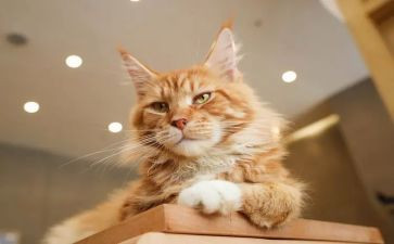 《朝花夕拾》狗,猫,鼠心得体会5篇