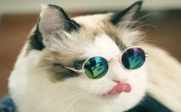 猫听课心得体会6篇