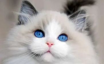 《朝花夕拾》狗,猫,鼠心得体会优秀6篇