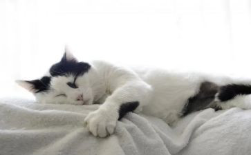 大班语言野猫的城市教案8篇