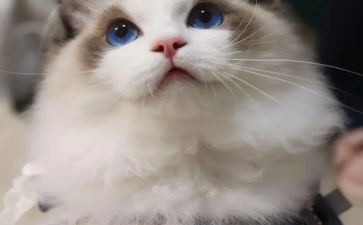 小花猫的教案7篇