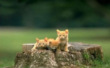 功夫熊猫3心得体会5篇