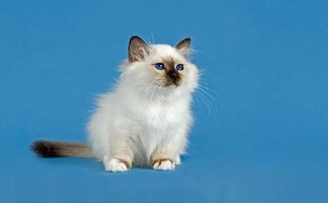 小花猫的教案优秀7篇