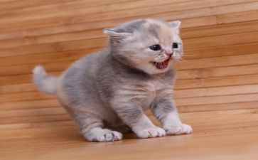 猫听课心得体会通用5篇