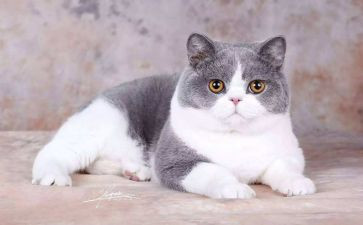 猫的特点作文通用8篇
