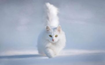猫听课心得体会优秀6篇