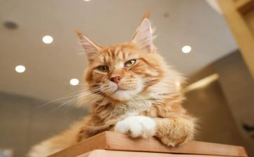 小猫照镜子的作文7篇