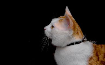 猫听课心得体会模板7篇