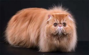 我的猫读书心得7篇