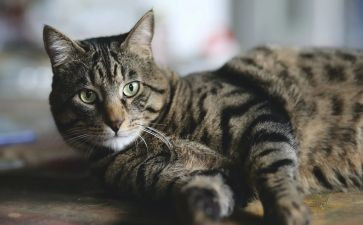 幼儿园《小花猫》教案8篇