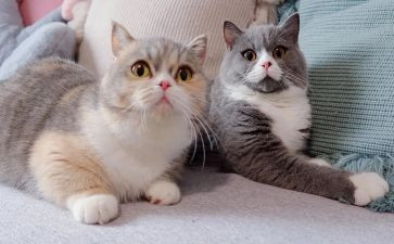 爱护猫的演讲稿优质5篇