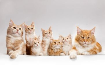 我和猫的故事作文500字6篇