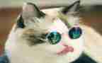 猫和鱼的作文优质8篇
