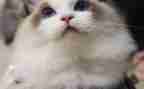 小花猫的教案7篇