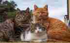 猫的优质教案最新7篇