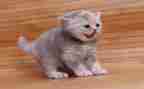 猫听课心得体会通用5篇