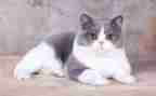 我的猫作文600字通用8篇