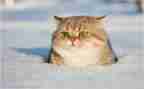 我的猫作文600字优质6篇