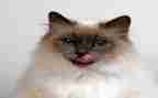小猫钓鱼的作文400字最新5篇