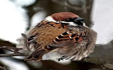 小学语文麻雀教案5篇