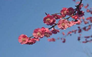 踏雪寻梅音乐教案8篇