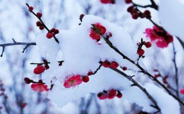 雪梅的作文7篇