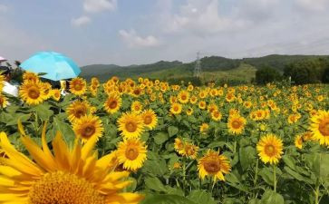 小班美术糖果罐教案通用8篇