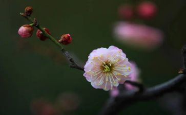 《梅花》的读后感优质7篇